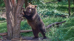 Neverovatan snimak iz Rusije: Muškarac sreo medveda pored puta, zaustavio se i dao mu keks