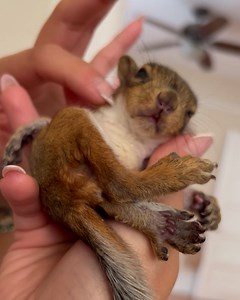 Small Squirrel Loves Neck Scratches #fblifestyle | Animal Lovers