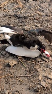 264K views · 1K reactions | Unexpected Crossbreeding! White Muscovy Duck | Sami Loft & FarmHouse | Facebook