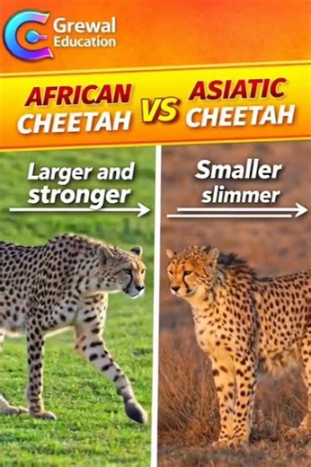 Only 50 Left in the World! Asiatic Cheetah vs African Cheetah 🐆
