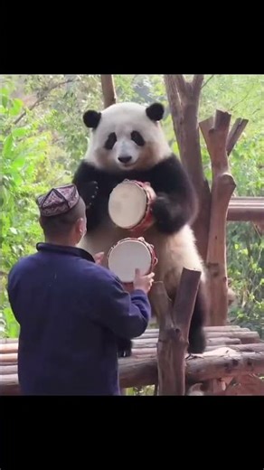 Panda and artist's ensemble captivates the audience