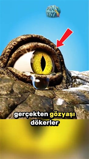 Timsah Gözyaşı Deyimi Nerden Çıktı? 🐊👁️💧