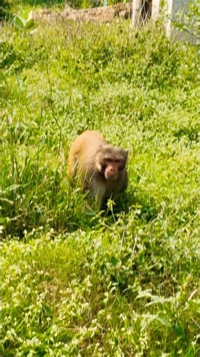 बिल्ली ने देखा part-2 #funny #comedy #monkey #shots #ytshorts #mankey #trendingshorts