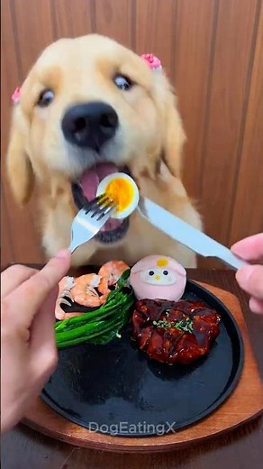 🐶 Golden Retriever’s Dream Meal! 🤤 | Relaxing Dog Mukbang ASMR 🎧 #shorts #dog