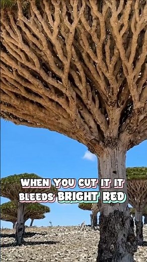 The Tree That Bleeds Like a Human.😳🌲