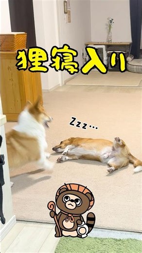 Pretending to sleep and enduring the annoying behavior of a Corgi #corgi #dog