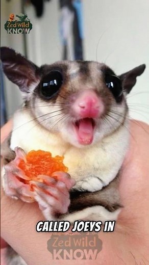 10 Amazing Sugar Glider Facts That Will Blow Your Mind