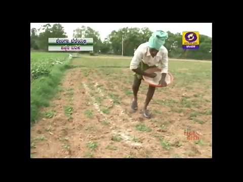 How to Use Gypsum in Groundnut Cultivation |Krishidarshan |DD Chandana