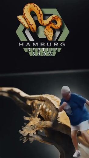 🎬 The Hamburg Reptile Show through the lens of thecoldbloodedcollective is a must-watch! 🦎 From rare reptiles to exotic supplies, this video captures the excitement perfectly. Don’t just watch—be there in person on 🗓️October 18th at 📍 6180 Morgantown Rd, Morgantown, PA 19543! | Northwestern Berks Reptile Show: Hamburg Reptile Show