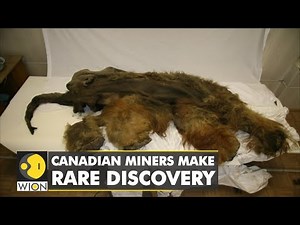 Canadian miners make a rare discovery: Mummified remains of a baby Woolly Mammoth found | WION