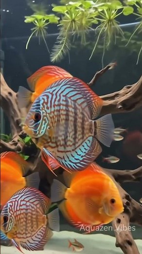 🔥 Luxury Discus Aquarium Setup | The Most Beautiful Freshwater Fish Tank! 🐠✨