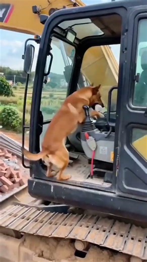 Douyin Play Partner Program Construction Site Cute Pets Humans and Animals Coexist in 🎸 P20