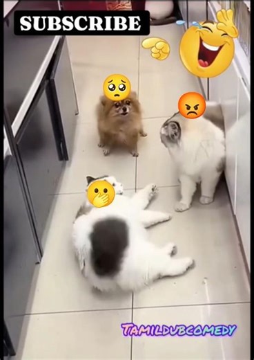 Appidi Moraikathanu sonnanla 😆😅🤣