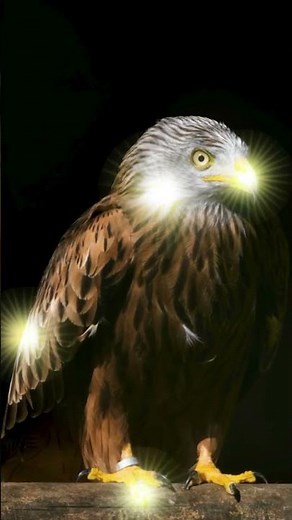 Le cri de l'aigle qui vous fera FRISSONNER ! 🦅 Aigle qui glatit - Cry of the eagle - Eagle sounds 🔊