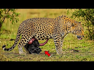 Female leopard gives birth to two rare cubs, a few minutes later a miracle happens