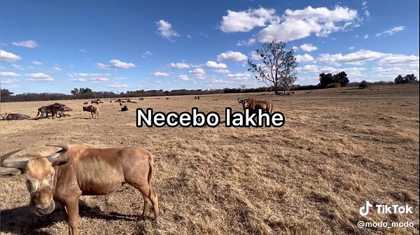 #lyricsvideo #ModoModoSA #gospel_tiktok #gospelmusic #gospelacapella #southafricatiktok