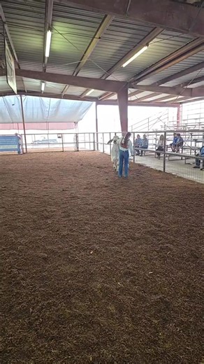 2026 Starr County Fair Heifers | Starr County Fair