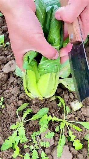 How to Harvest Bok Choy the Right Way! #shorts