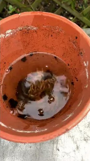 How to Plant Ranunculus Corms 🌼 | Get Ready For Spring! 🌱