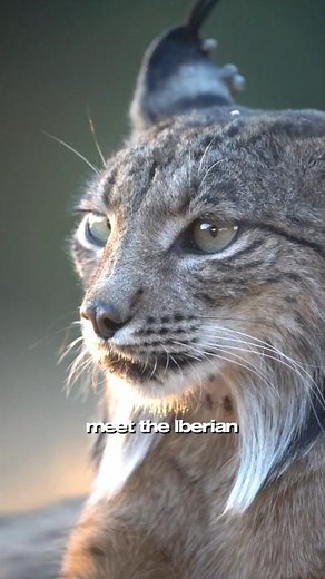 Iberian Lynx: The Rarest Wild Cat Fighting to Survive