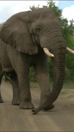 8.7K views · 227 reactions | Elephant bulls can be extra aggressive during a phase of heightened hormonal activity called musth (usually characterised by visible secretions from their temporal glands on the sides of their heads). Encounters like this can be difficult to avoid if a grumpy elephant suddenly storms out of the bushes so it’s best to keep your wits about you and maintain a safe distance wherever possible. ⁣⁣ | Earth Touch TV | Facebook