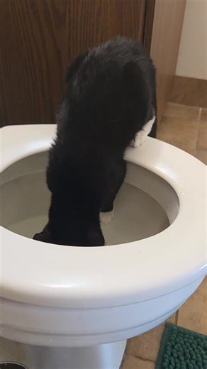 Ruby Sue drinks toilet water | ruby