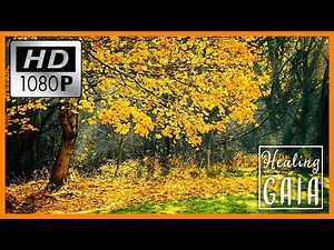 🍁🍃 Sonido de HOJAS CAYENDO ▶ Otoño RELAJANTE 🍂🍁 [8 HORAS]