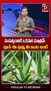 489K views · 5.6K reactions | సంవత్సరానికి ఒకసారి మాత్రమే పూసే ఈ పువ్వు మీ ఇంట ఉంటే. | KALABANDA Flower | Telugu Popular TV | Telugu Popular TV | Facebook