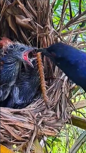 Mother bird feeds her chicks centipedes #birds #wildlife