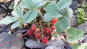 Edible native plants for your yard