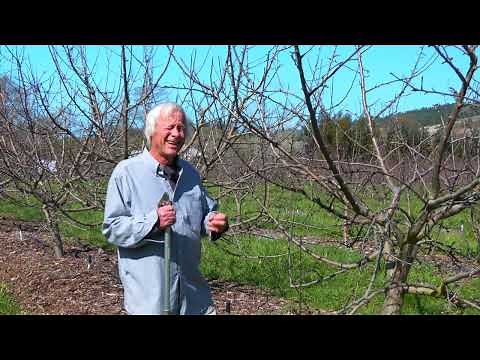How to Layout and Manage an Apple Orchard