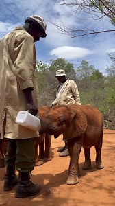 Baby elephants love their milk, so it’s no surprise to see Doldol savouring every drop Orphaned elephants like Doldol require round-the-clock care, including regular milk feeds, through their infancy and into adolescence. We raise each orphan until they are ready to be reintegrated back into the wild — a process that can take upwards of a decade. Through our pioneering efforts more than 300 orphaned elephants have been raised, many of whom have already gone on to start families of their own; dem