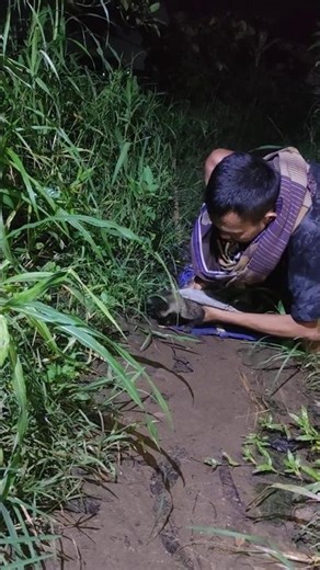 This civet can be caught using a bird trap #trendingshorts