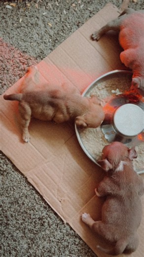 Discovering Muscle Growth in Young Puppies