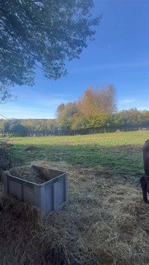 God formiddag 😃 Efterårsfarverne er ved at indfinde sig på træerne og kamelerne deler lige en sæk gulerødder😃🐫 | Dronningmølle æsel og kameludlejning