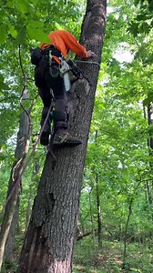 Robert tree cutting service 🌲 tree climbing time #roberttreecuttingservice #viralreels #robert_climber #viralpage #reels2023 #homeservices #treeservice #firetree #treelife #viralvideo | Robert Climber