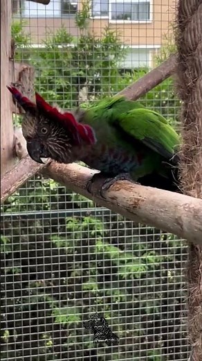 Red-Fan Parrot – The Royal Crested Parrot 🦜👑