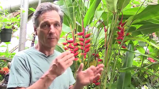 Heliconia Flower Care: GRowing The Lobster Claw Plant