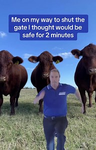 19K views · 188 reactions | Never Fails  #CapCut #cows #cowsoftiktok #cattle #running #shutthegate #ranchtok #farmlife #ranchlife #relatable #funny #fyp | F Martyoftheray | Facebook