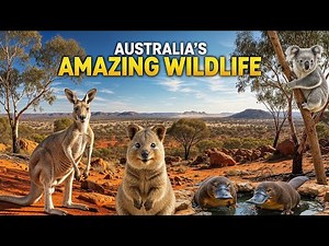 Australia's Amazing Wildlife (And What Makes Them So Unique)