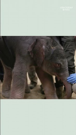 First endangered Asian elephant born at National Zoo after two decades