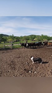 14K views · 411 reactions | Sorting Cattle Chaos? Here’s the Simple Fix! ✅ #ranchlife #cattlesorting #ranchhack #ranching #dupuyermontana #grizzlybearcountry #ranchinglife #cattle #ranchersofmontana #cattlehandling #trendingtoday #viraltoday #trinityvandenacre #ruralamerica #cowboys | Life in the West | Facebook