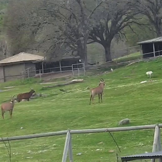 🌅 Zoomies at sunset! ✨ As the sun begins to set and the air cools, our roan and addax antelope enjoy a burst of playful energy in their habitat. While the roan take off with swift, bounding strides, the addax join in at their own gentle pace—each in their own style, soaking in the golden hour. Did you know? 💨 Roan antelope can reach speeds of up to 35 mph, using their agility to escape predators in the wild. 🐾 Addax antelope, on the other hand, aren’t built for speed. With their short legs an