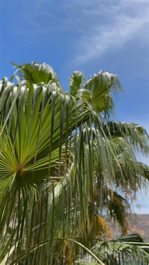 2.2K views · 38 reactions | Golden hour views and exquisite flavors. Our sunset dinners are simply magical. ✨ Reserve your table tonight! #SunsetDinner #CaboNights #CulinaryExperience #GoldenZone | Marina Fiesta Resort & Spa | Facebook