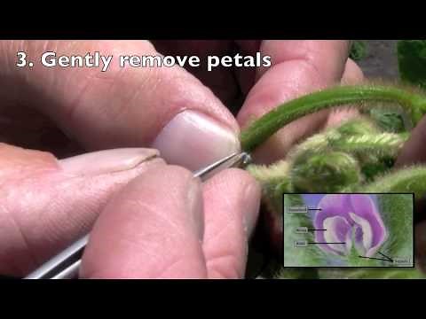 Making soybean genetic crosses