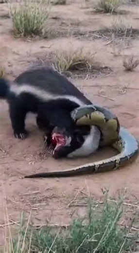 Honey Badger vs Giant Python — Fearless Fight Caught on Camera 😱🦡🐍