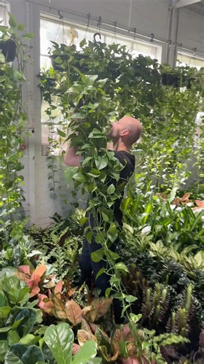 Extra long Devils Ivy! 💚 Four HUGE warehouse locations: OPEN 10AM - 5PM (7 DAYS A WEEK) 📍PRESTON 210 Bell Street 📍SOUTH MELB 186 York St 📍RINGWOOD 104 Maroondah HWY 📍OAKLEIGH 40 Westminster St Melbourne Indoor Plants Bigger | Better | Cheaper #indoorplants #plantlover #plantlove #diy #décor #instaplants #pothos #ivy #balconygarden | Melbourne Indoor Plants