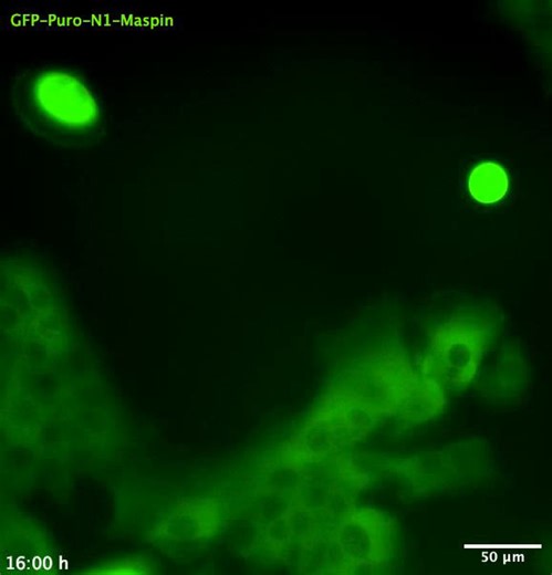 Research reveals new functions of two proteins for cell function and renewal