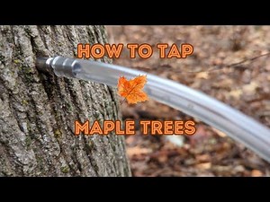 How to Tap Maple Trees