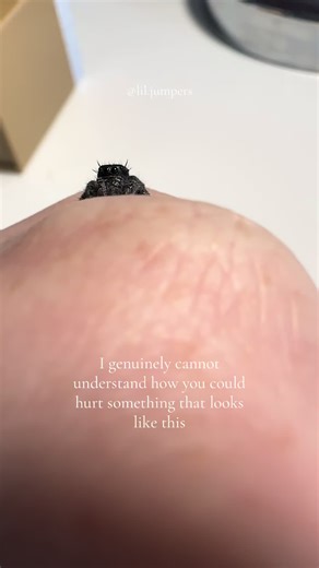 Curious Baby Jumping Spider Captivates TikTok Audience